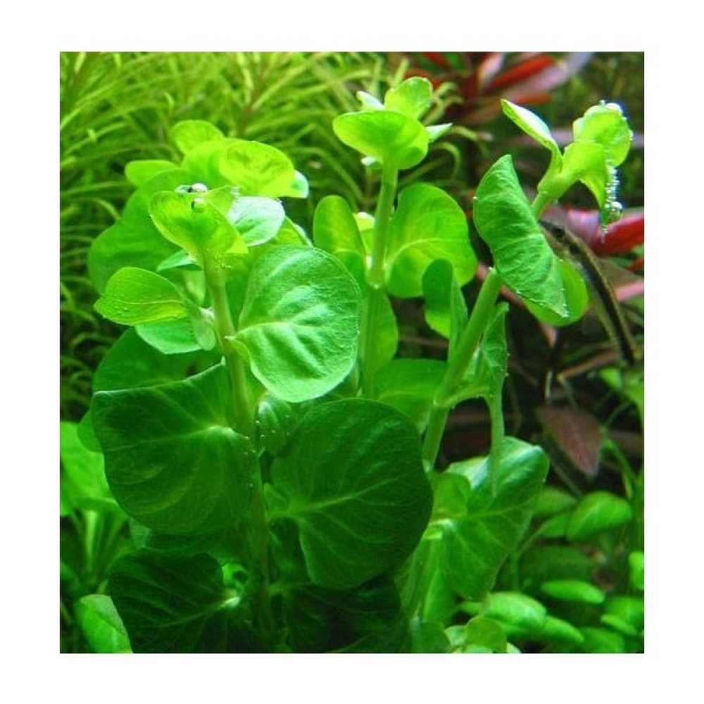 Woof Lysimachia Nummularia Sp Green Akvaryum Bitkisi - Canlı Bitki 5 Dal Evcil Hayvan Ürünleri Fiyatı