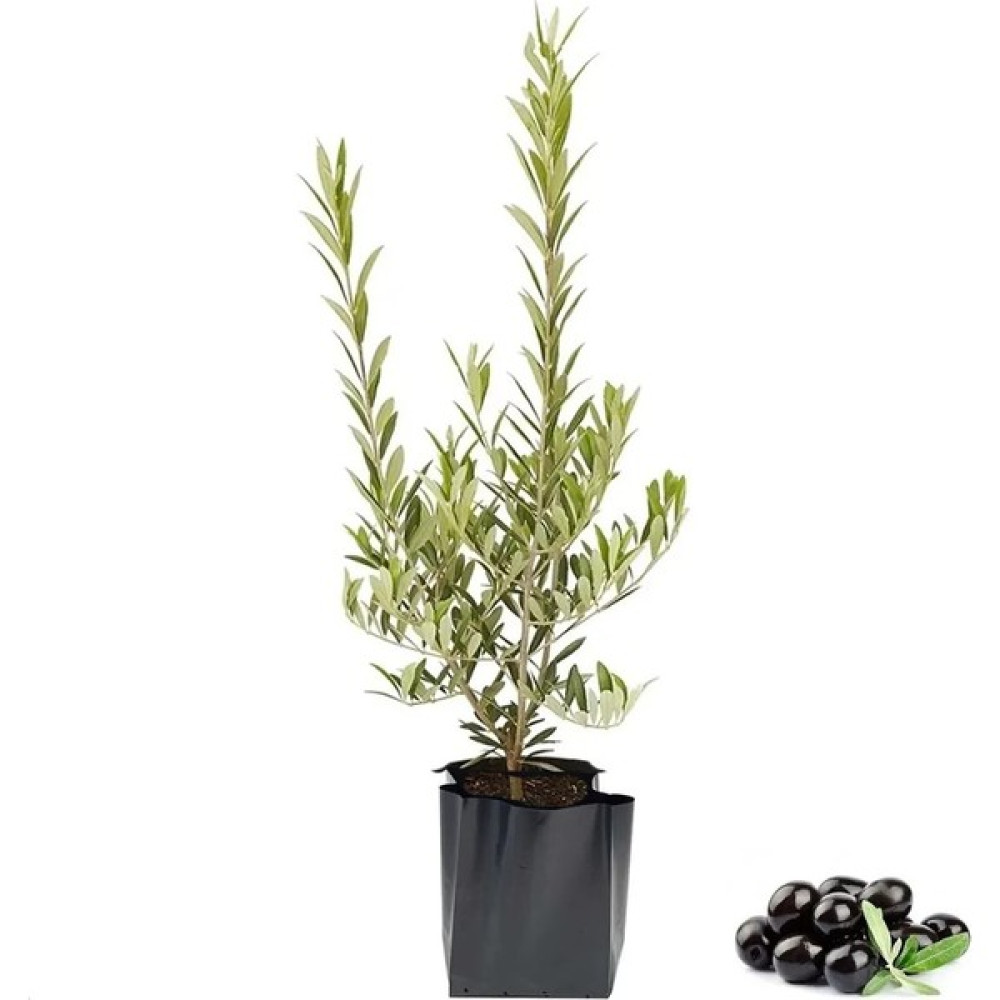 XB Shopping B Shopping Organik Zeytin Fidanı Aşılı Fidan Fiyatı