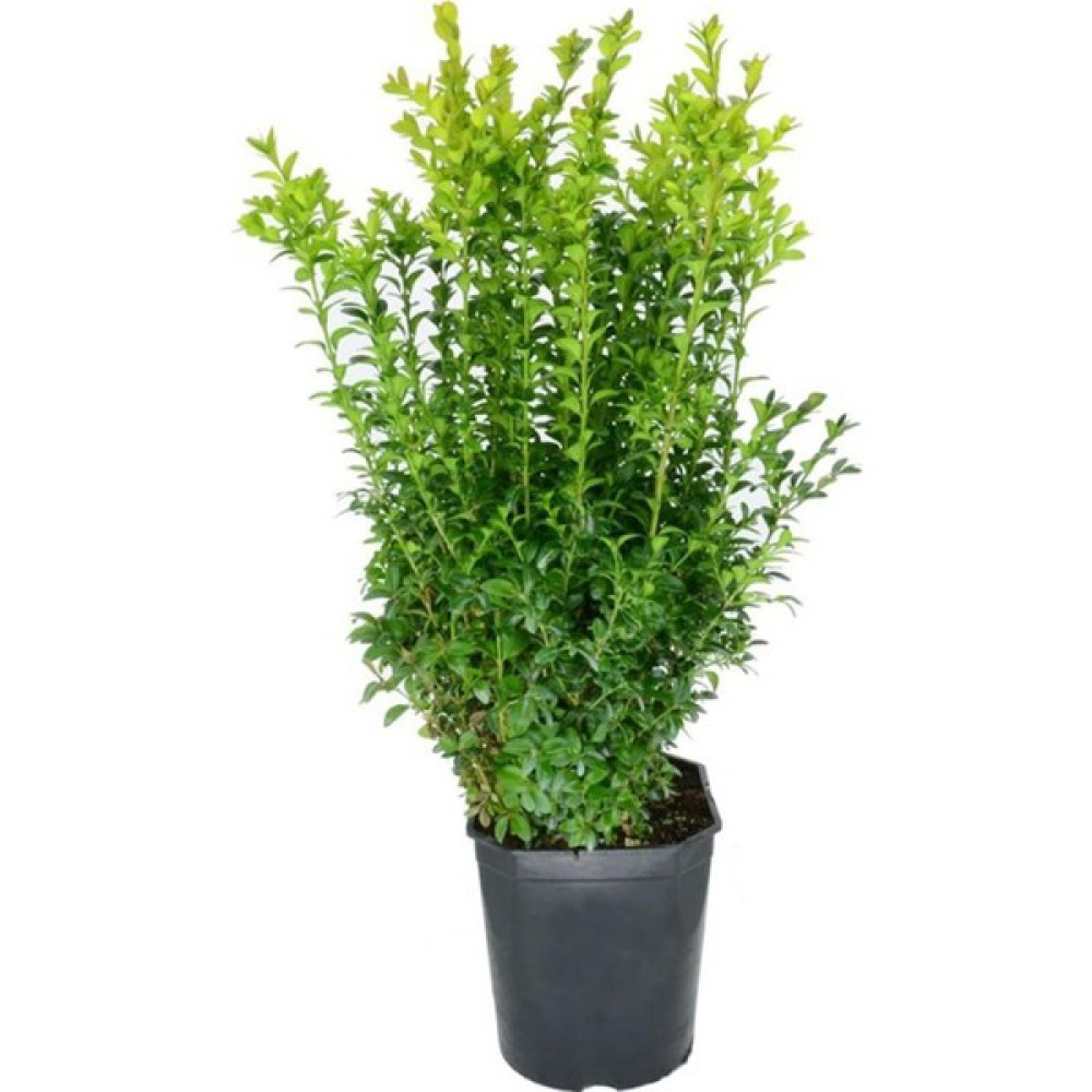 Yalova Fidan Market Şimşir (Buxus) 10 Adet Bitki Fiyatı