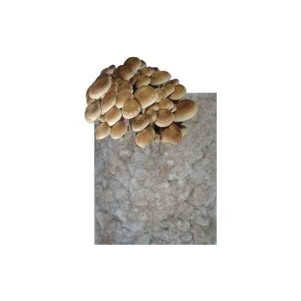 Yaren45 Istiridye Mantarı Tohumu Kışlık Misel 1 kg Tohum Fiyatı