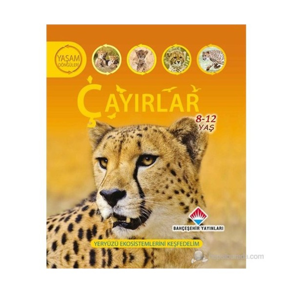 Yaşam Döngüsü: Çayırlar - (Yeryüzü Ekosistemlerini Keşfedelim) SSD / Solid State Drive Fiyatı