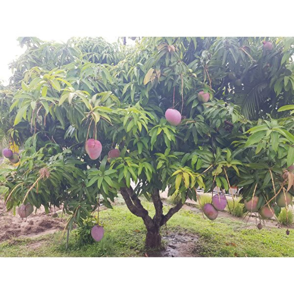 Yavuz Fidancılık Aşısız Mango Fidanı (2 Adet) 2 YAŞ 20 CM Fidan Fiyatı