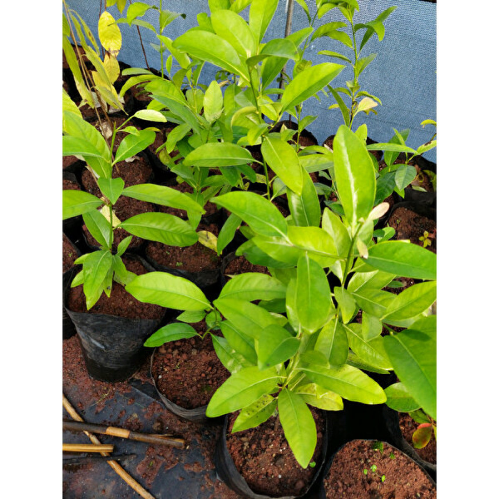 Yavuz Fidancılık Black Sapote (Çikolata Meyvesi Ağacı) Fidanı Fidan Fiyatı
