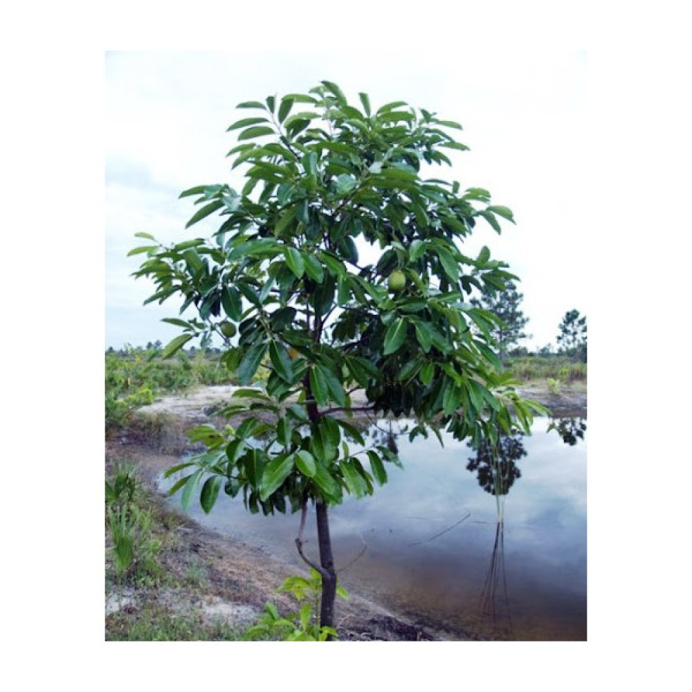 Yavuz Fidancılık Black Sapote (Çikolata Meyvesi Ağacı) Fidanı 60-80 cm - Yok Oto Boyaları Fiyatı