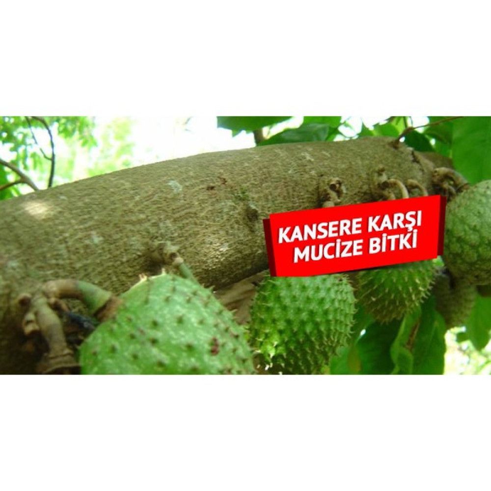 Yavuz Fidancılık Graviola, Soursop (Tarçın Elması) Fidanı 3 YAŞ 60-70 CM Fidan Fiyatı
