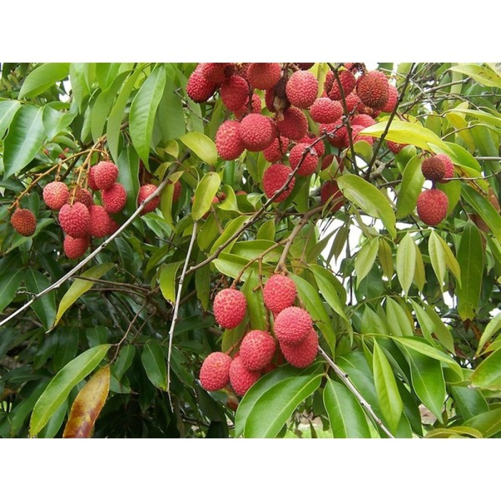 Yavuz Fidancılık Liçi (Lychee, Litchi) Fidanı 3 YAŞ 30 CM Fidan Fiyatı