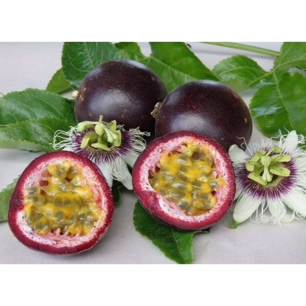 Yavuz Fidancılık Passiflora Edulis (Passion Fruit, Aşk Meyvesi, Çarkıfelek) Fidanı - Yok Fidan Fiyatı