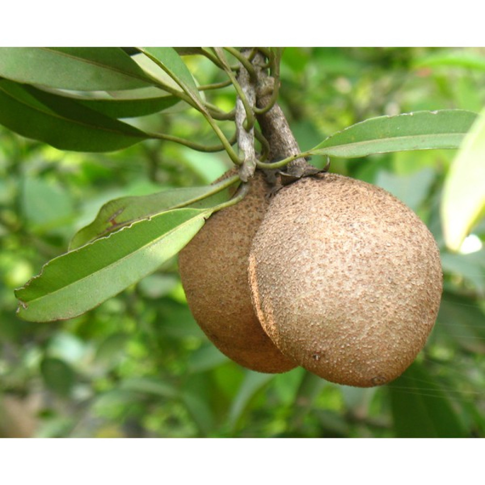 Yavuz Fidancılık Sapodilla Fidanı 2 YAŞ 10-15 CM Fidan Fiyatı