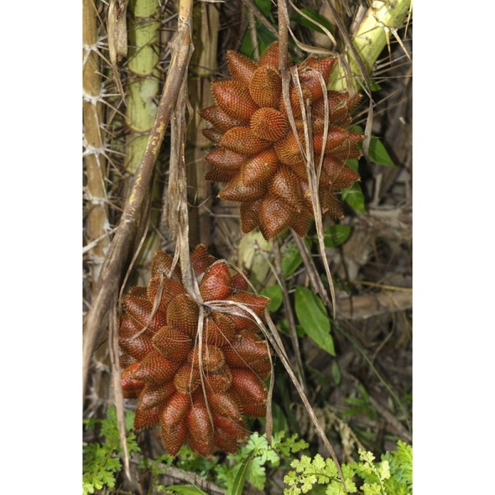 Yavuz Fidancılık Snake Fruit Fidanı 1 Yaş 15 cm Fidan Fiyatı