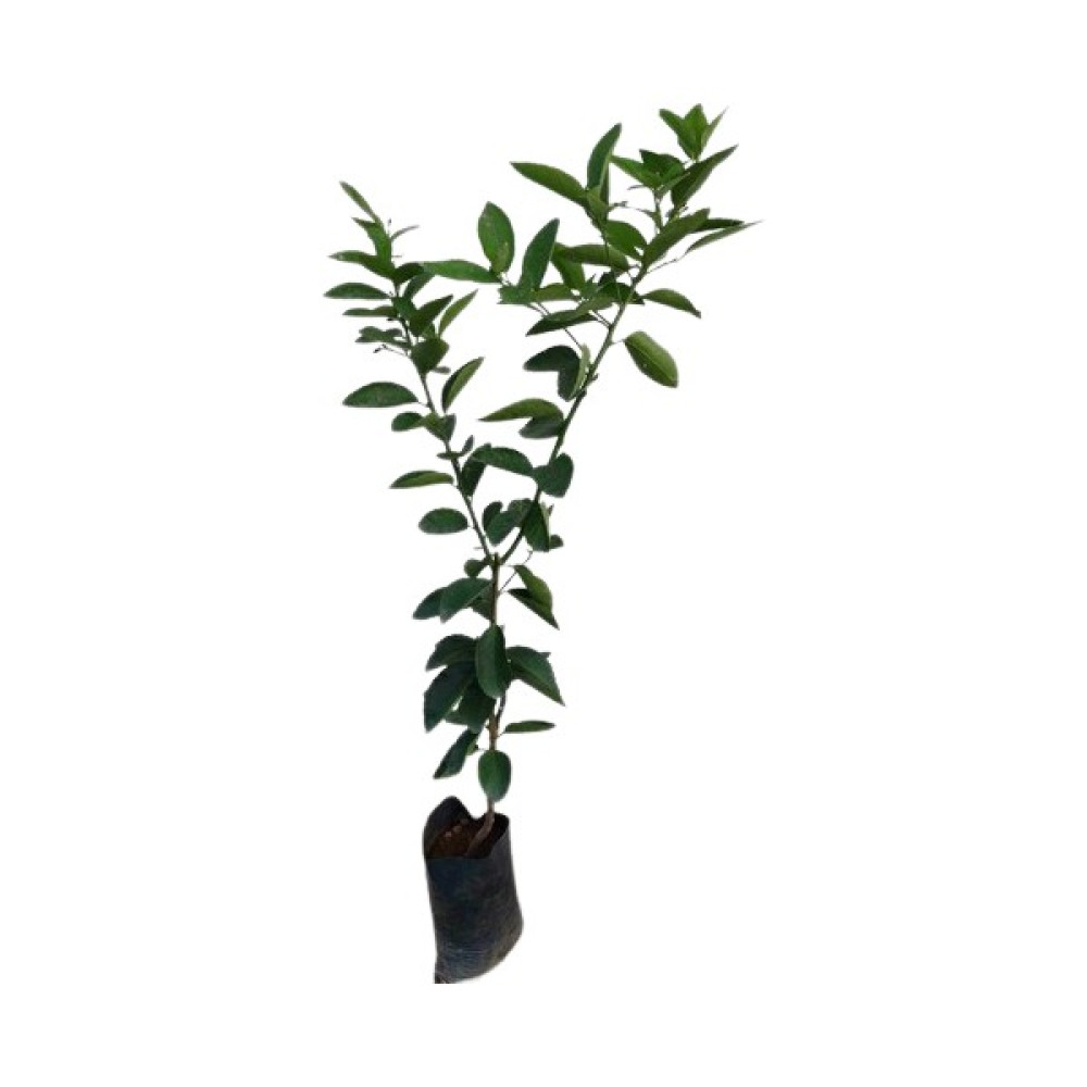 Yavuz Fidancılık Thai Lime Limon Fidanı 5 Yaş 80 Cm Oto Boyaları Fiyatı