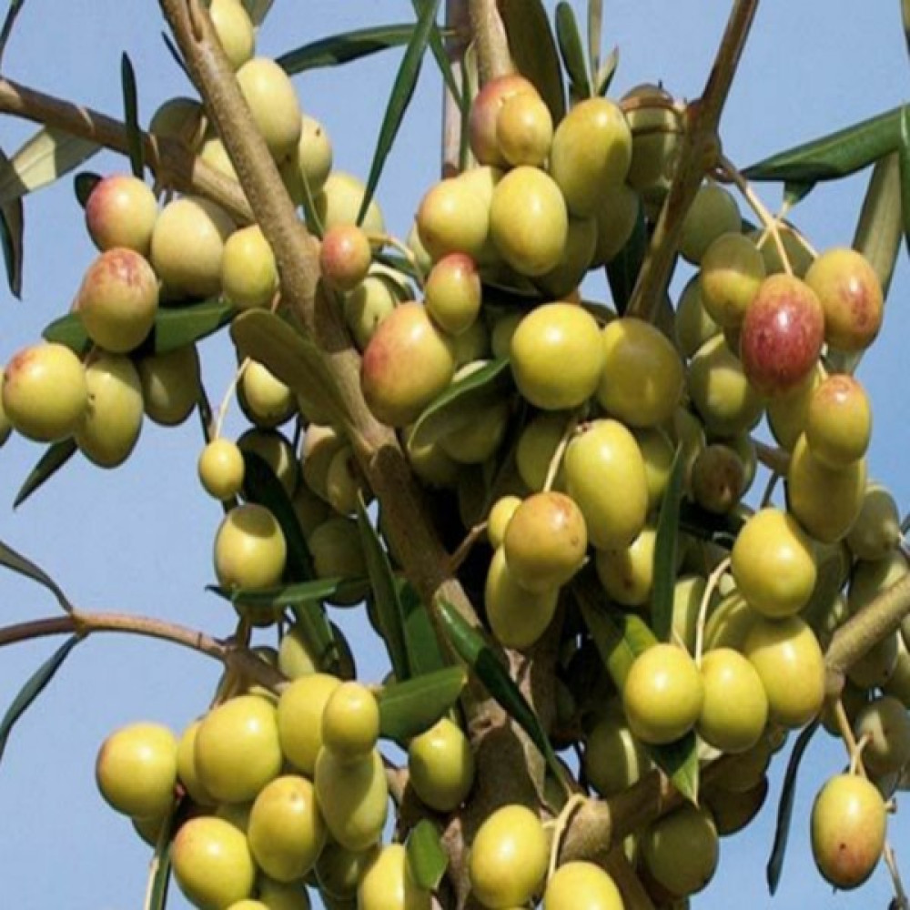 Yayla 5 Adet Zeytin Fidanı Arbeguina Bodur 3 Yaş 150 cm Fidan Fiyatı
