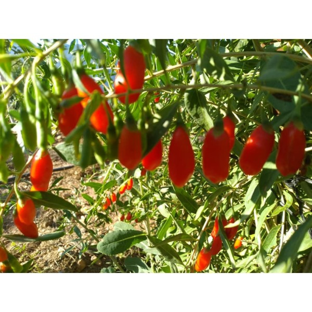 YAYLA TARIM 12 Adet Jumbo Iri Taneli Gojiberry Fidanı Tüplü 12 Ay Dikim..... Oto Boyaları Fiyatı