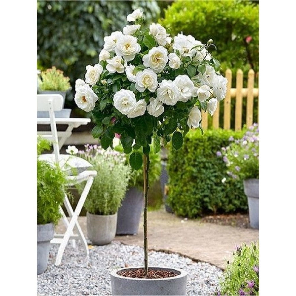 YAYLA TARIM 3 Adet Baston Gül Fidanı ( Beyaz ) Açık Kök 2 Yaşında .40 cm Oto Boyaları Fiyatı