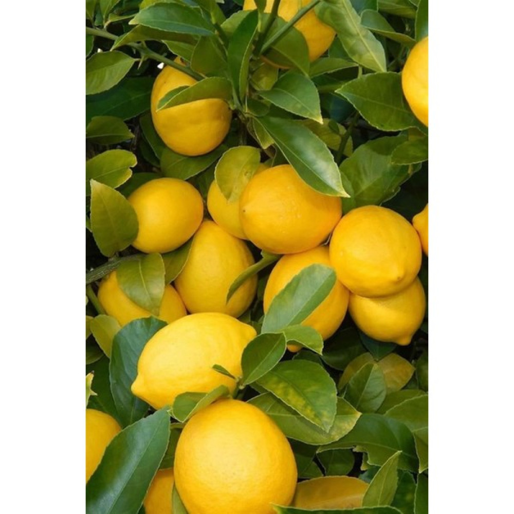Yediveren Limon Fidanı 2 Yaş Fidan Fiyatı