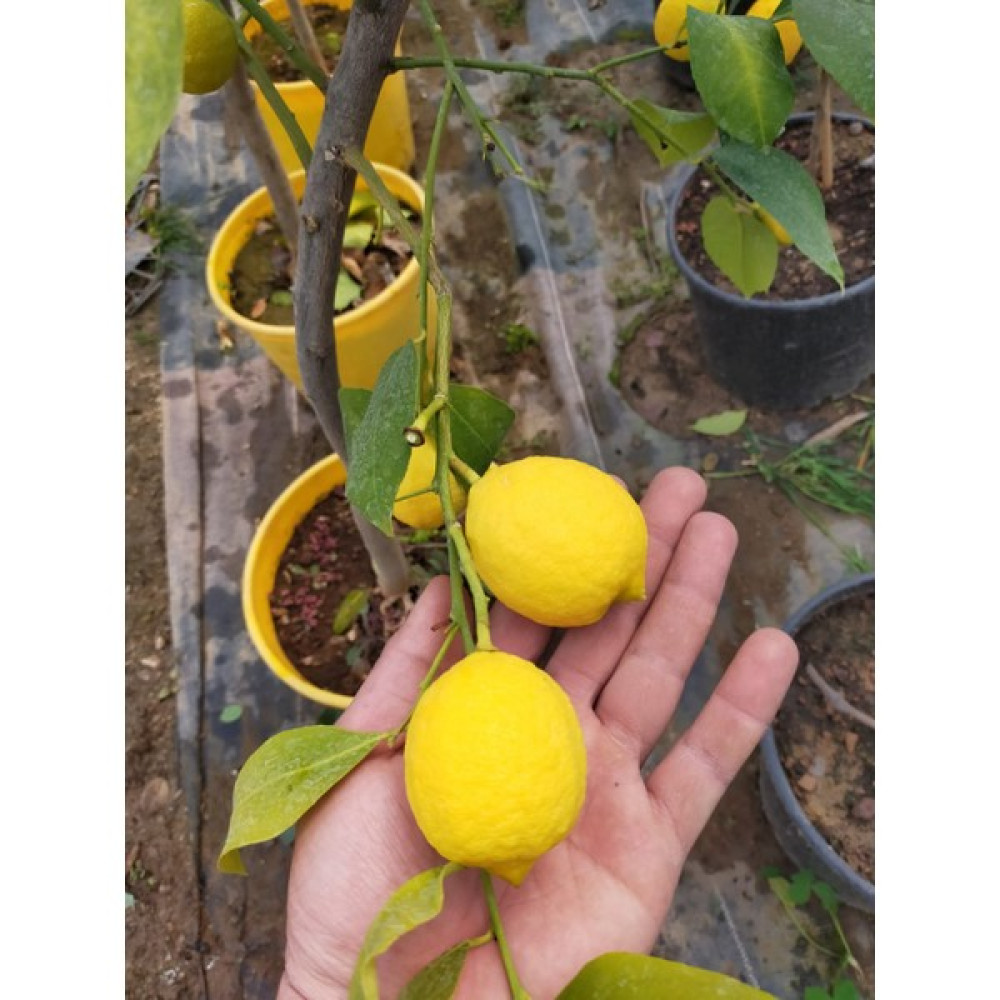 Yediveren Mayer Limon 3.5 Yaş Büyük Boy - 0 Fidan Fiyatı