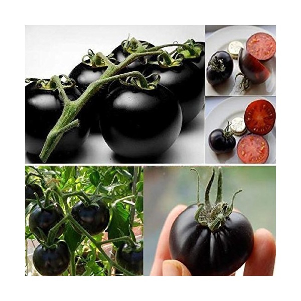 Yediveren Siyah Cherry (Kiraz) Domates Tohumu - 1 Adet Tohum Fiyatı