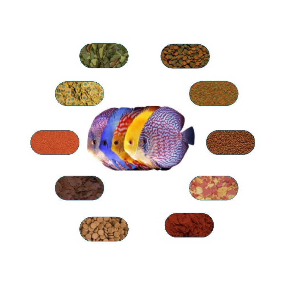 Yemkolik Discus Özel Yem Paketi (8 Çeşit) 50 gr/Ad Oto Boyaları Fiyatı