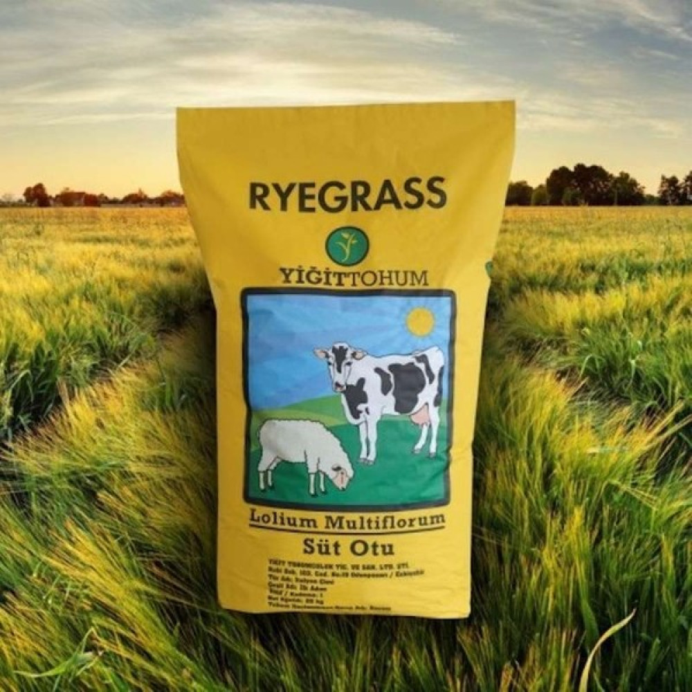 Yiğit Tohum Ryegrass Süt Otu Tohumu 25 Kg Tohum Fiyatı
