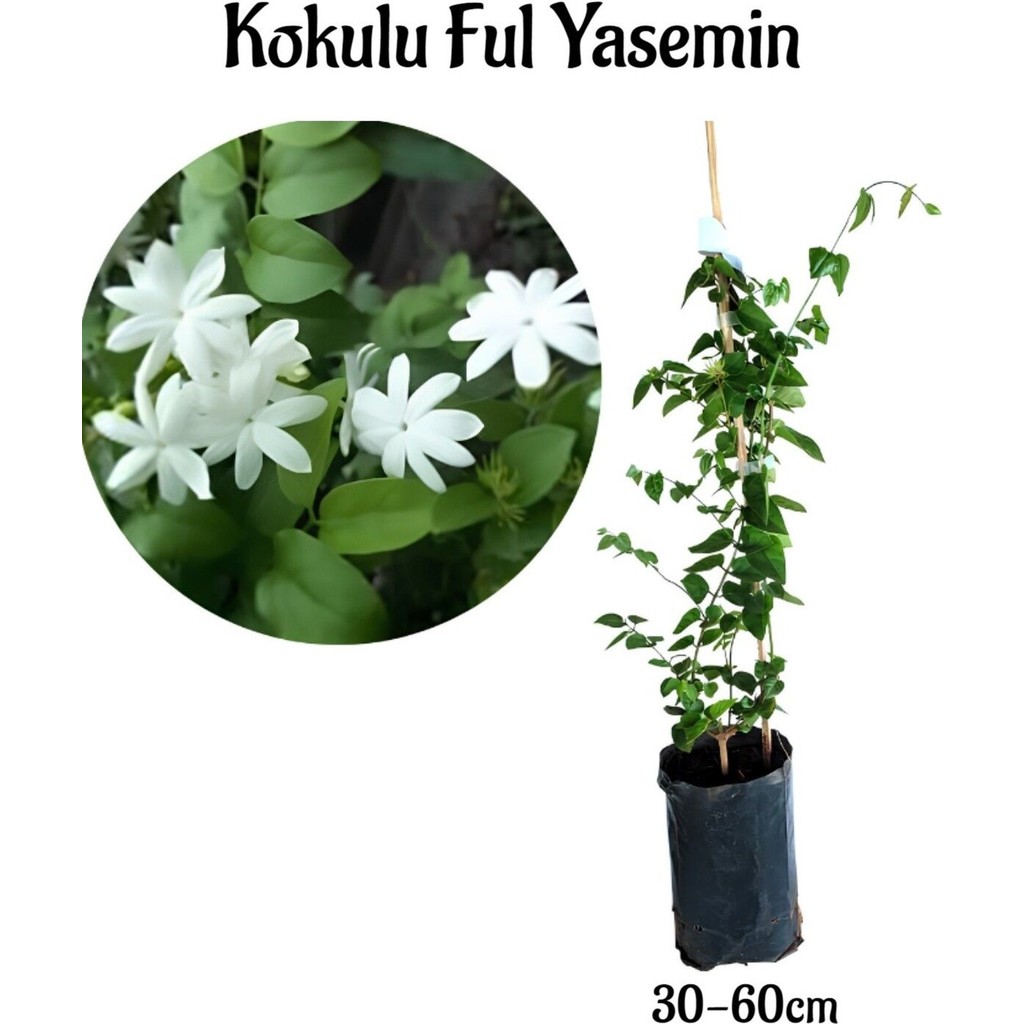 Yoğun Kokulu Ful Yasemin Çiçeği Sarmaşık Bitki 30-50 cm(JASMINUM Grandiflorum) SSD / Solid State Drive Fiyatı