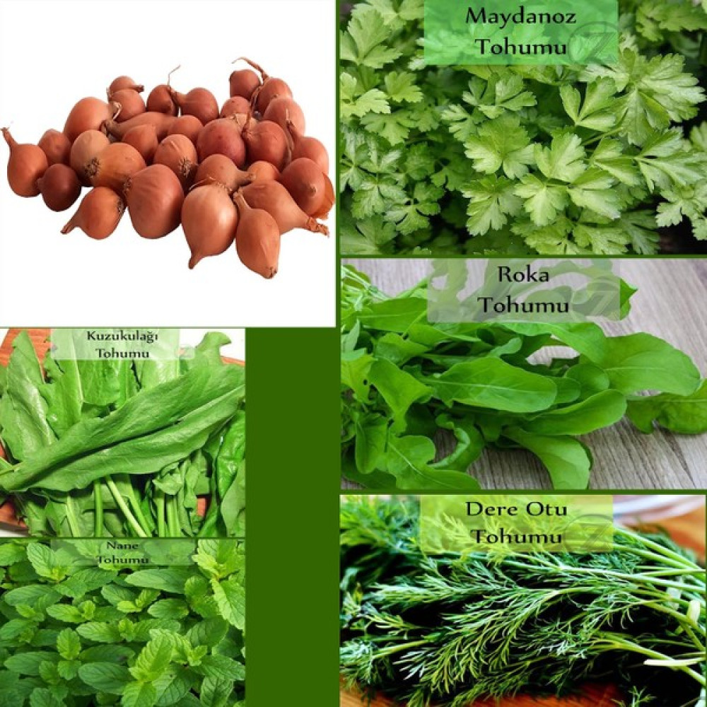 Zencefil Organik 6 Paket Tohum NO19 Kıska 1 Kg. Arpacık Soğan Maydanoz Roka Kuzukulağı Tohumu Dereotu Nane Tohumu - 1 kg Tohum Fiyatı
