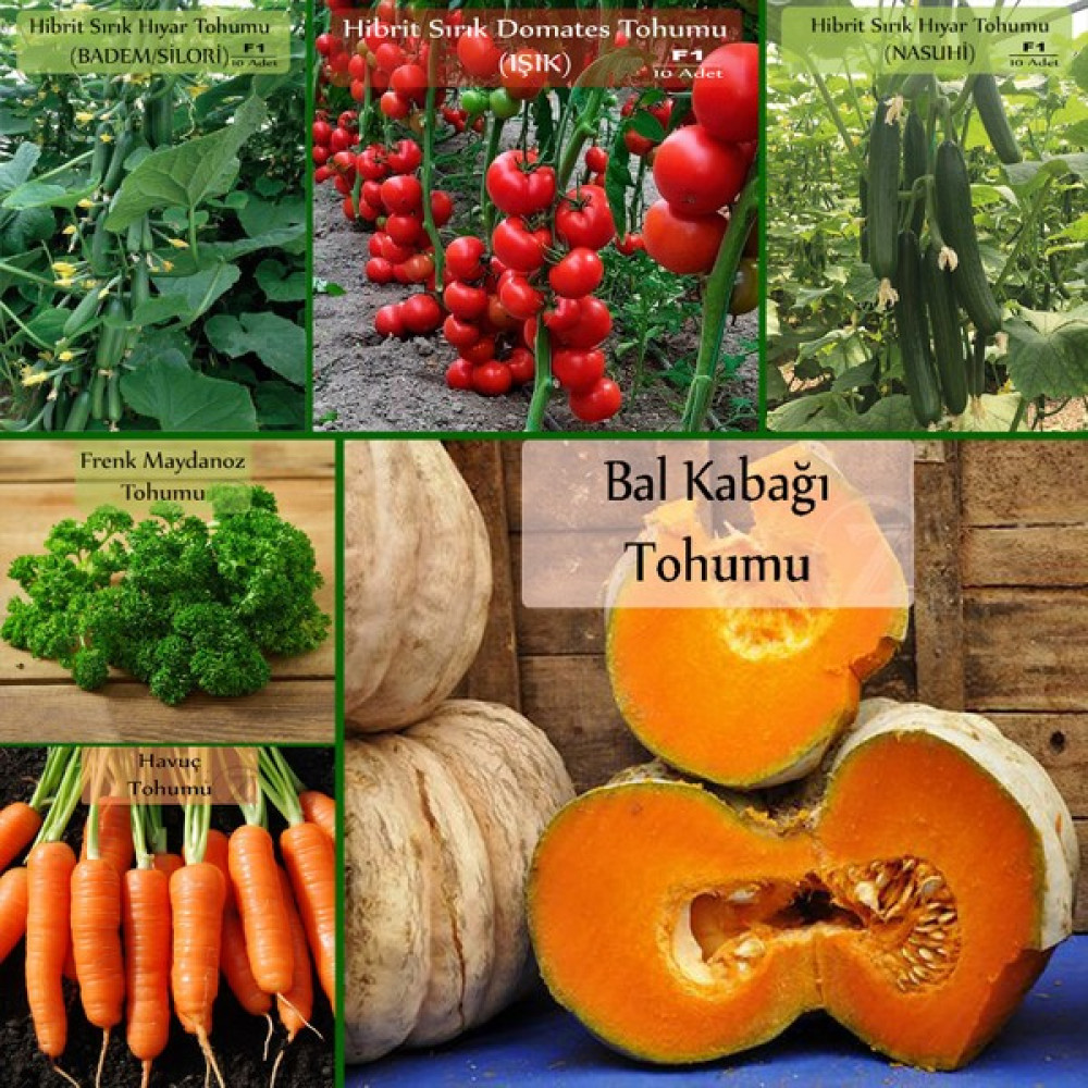 Zencefil Organik 6 Paket Tohum No4 Hibrit Badem Salatalık Tohumu Hıyar Nasuhi F1 Domates Bal Kabağı Frenk Maydanoz Tohumu Sebze Tohumları - 1 Adet Tohum Fiyatı