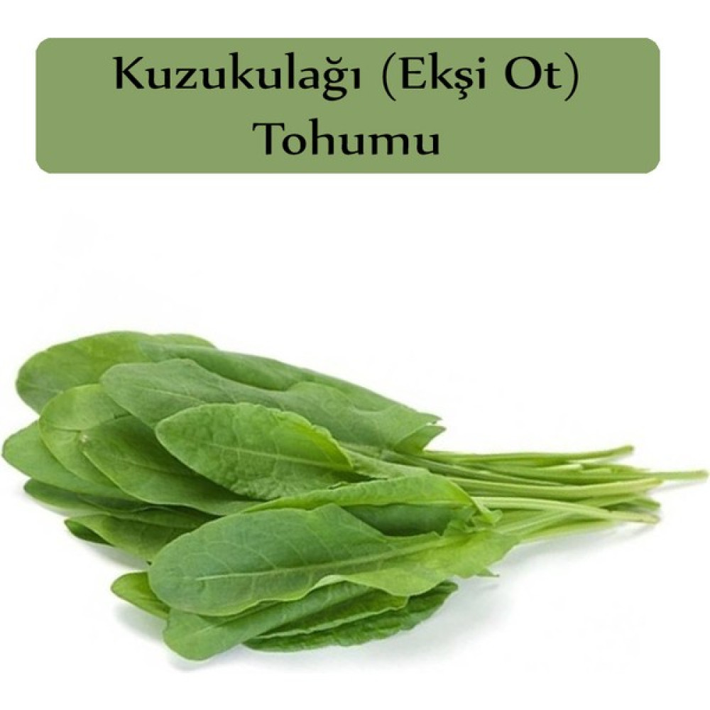 Zencefil Organik Ekşi Otu Tohumu Kuzukulağı Tohumu 1 Paket (1gr) Kuzu Kulağı Ekşimen Otu Tohumu - 1 gr Tohum Fiyatı