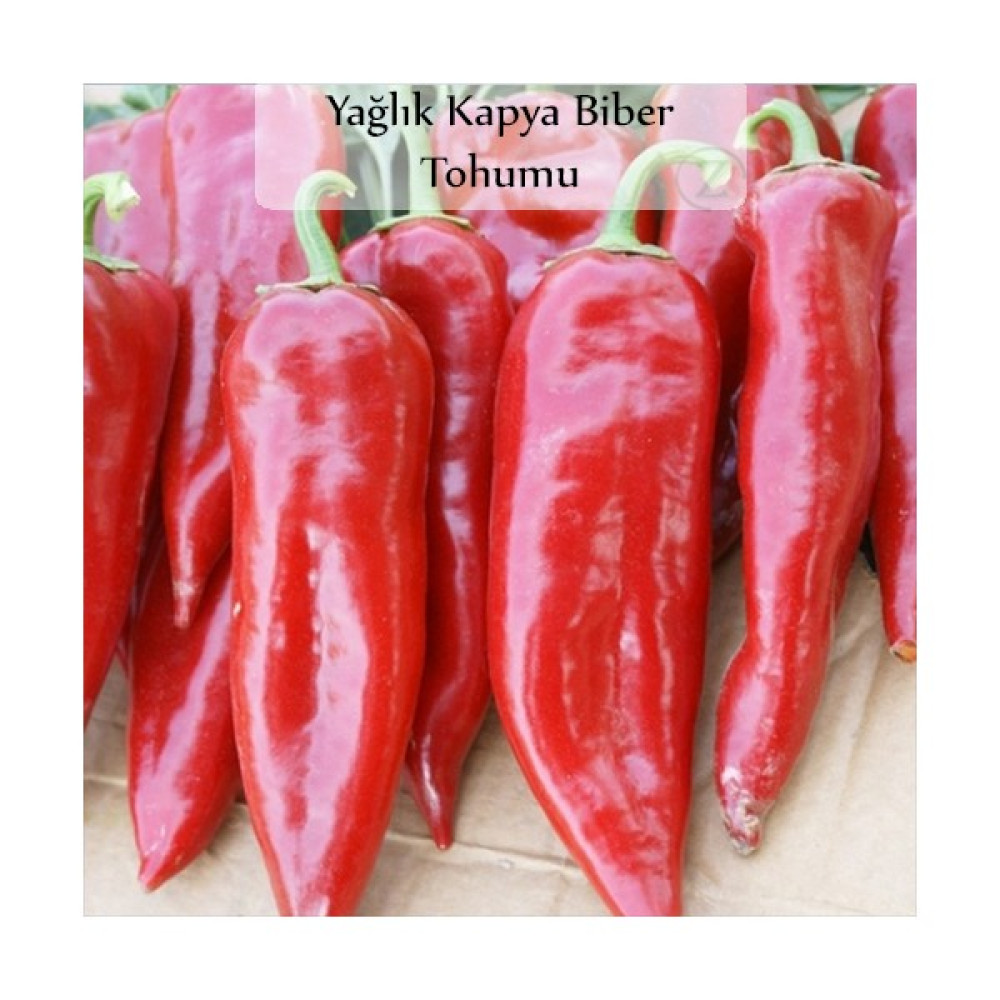 Zencefil Organik Kapya Biber Tohumu 1 Paket (10GR=1000+ Adet) Yağlık Kapya Biber Tohumu - 10 gr Tohum Fiyatı