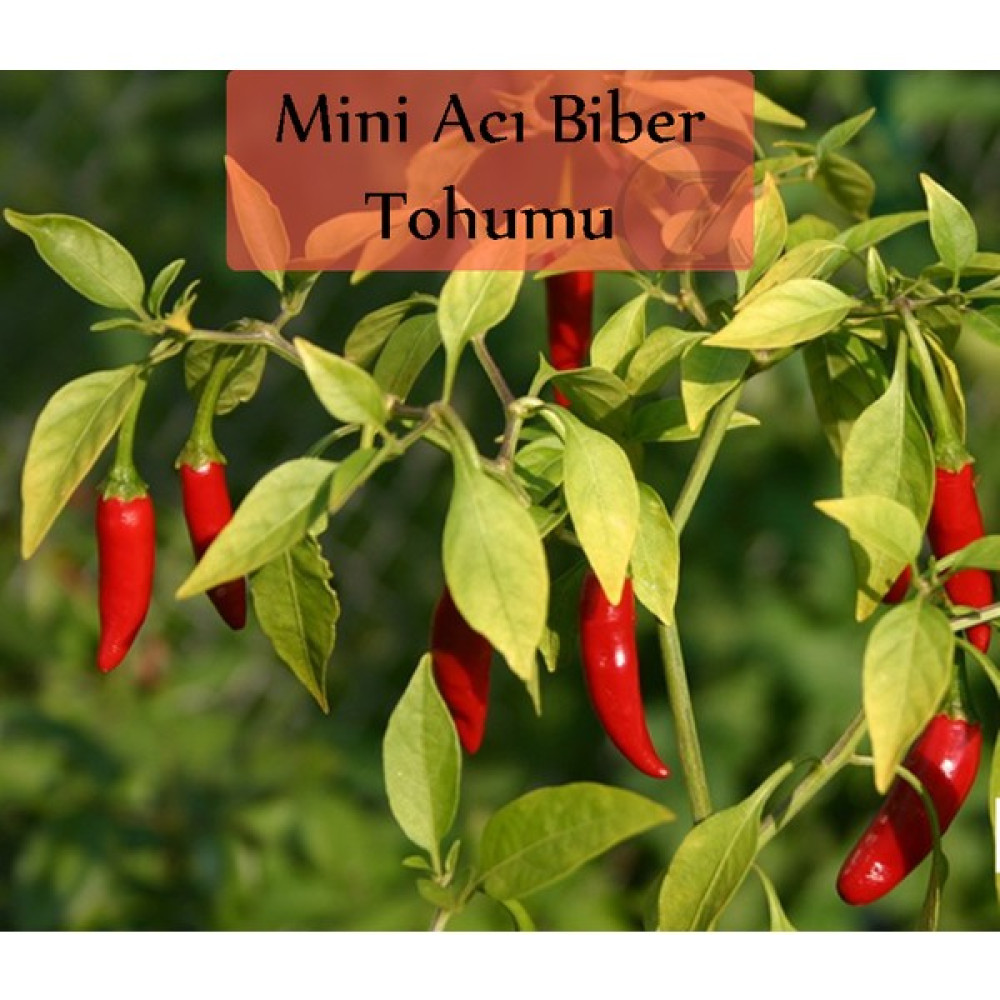 Zencefil Organik Mini Acı Biber Tohumu 1 Paket (10GR=1000+ Adet) Cin Biberi Tohumu Acı Biber - 1000 Adet Oto Boyaları Fiyatı
