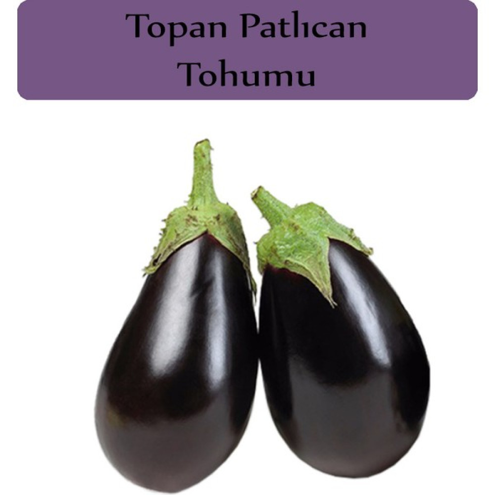 Zencefil Organik Patlıcan Tohumu 1 Paket (10GR=2000+ Adet) Topan Patlıcan Tohumu - 10 gr Oto Boyaları Fiyatı