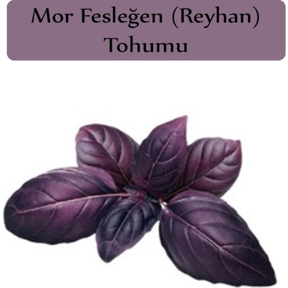 Zencefil Organik Reyhan Tohumu 1 Paket (3GR=100+ Adet) Mor Reyhan Tohumu Mor Fesleğen Tohumu - 3 gr Tohum Fiyatı
