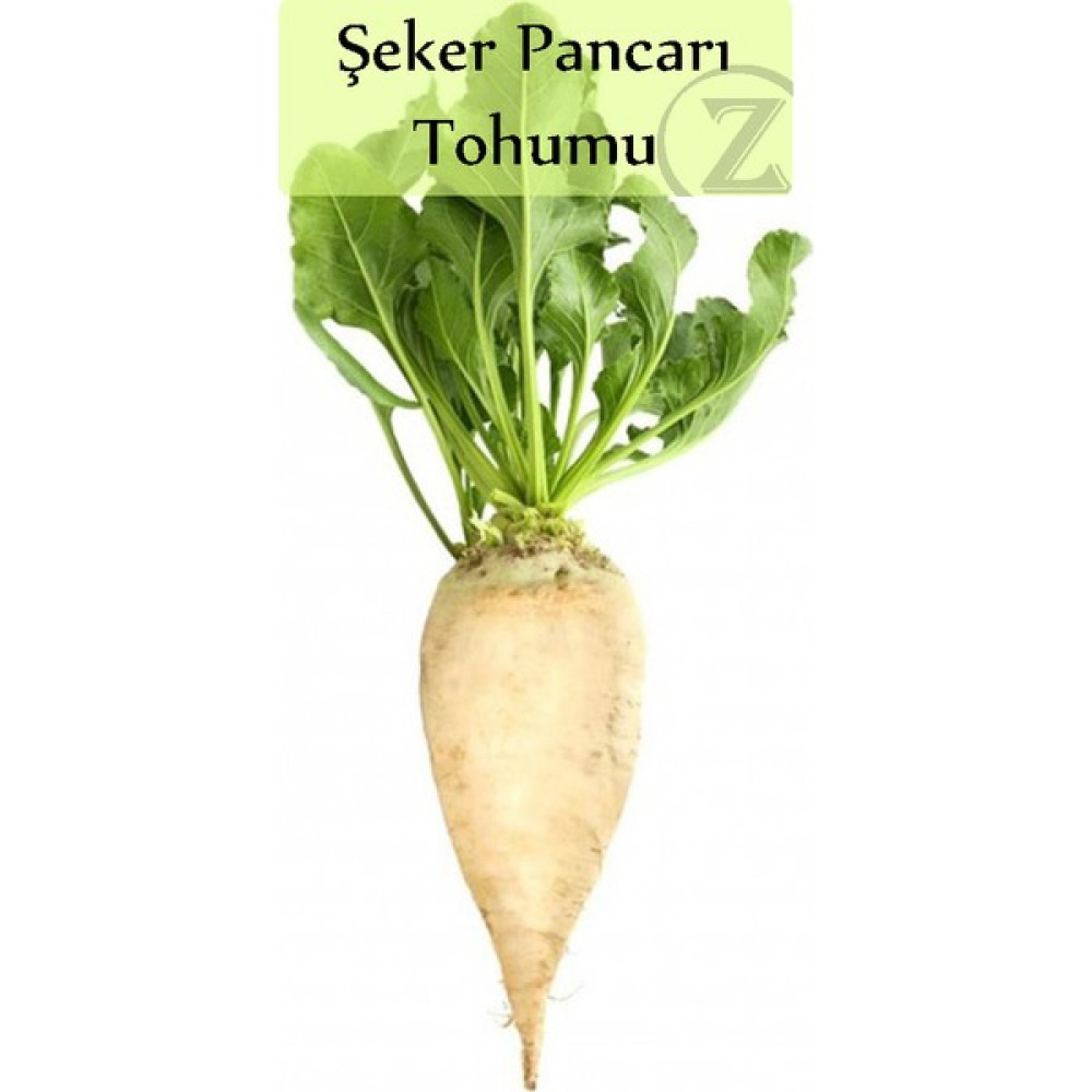 Zencefil Organik Şeker Pancarı Tohumu 1 Paket (10 Gr) - 10 gr Tohum Fiyatı