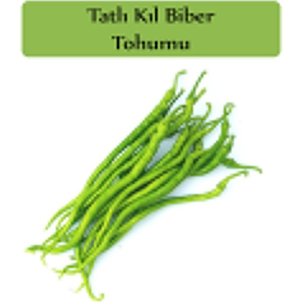 Zencefil Organik Tatlı Kıl Biber Tohumu 1 Paket (5 GR=700+ Adet) Tatlı Biber Tohumu - 700 gr Tohum Fiyatı