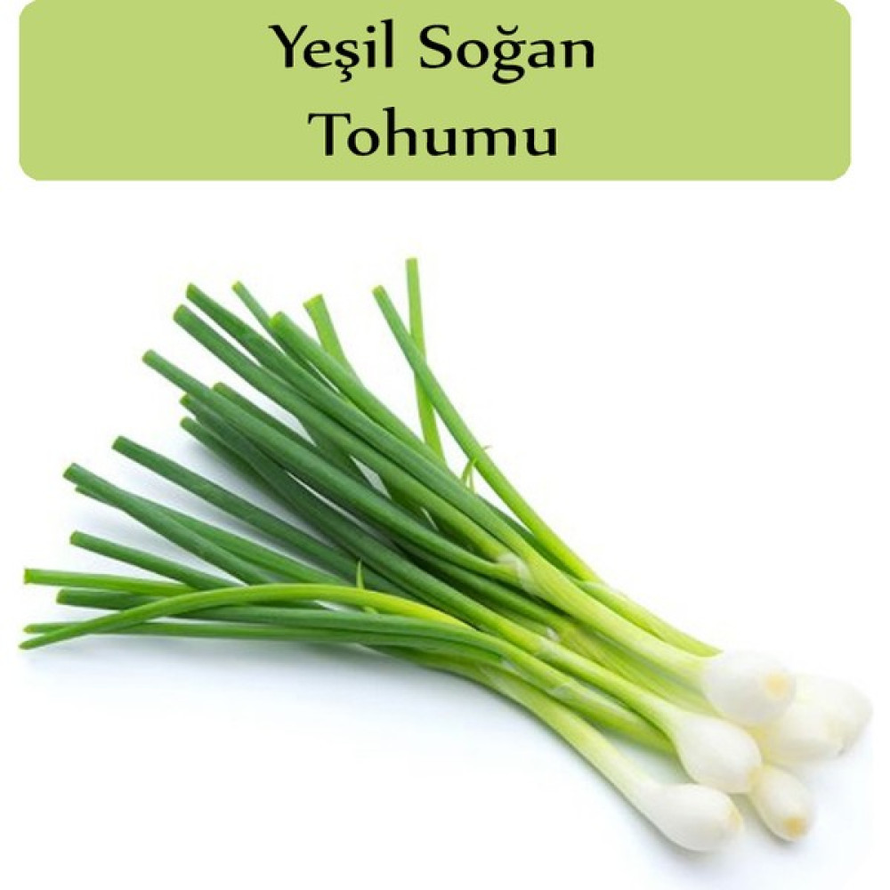 Zencefil Organik Yeşil Soğan Tohumu 1 Paket (10GR=2000+ Adet) Taze Soğan Tohumu - 200 Adet Tohum Fiyatı