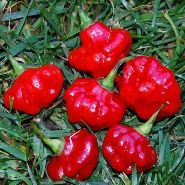 Zengarden Acı Kırmızı Mantar Biber Tohumu Jamaican Red Mushroom - 1 Adet Tohum Fiyatı
