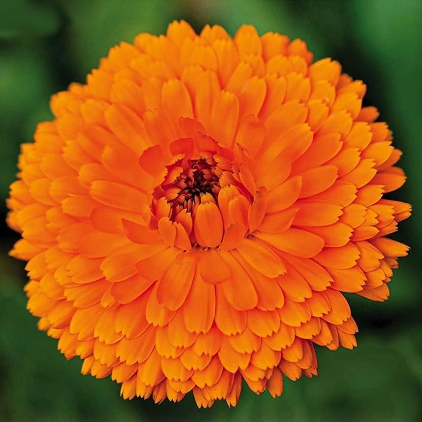 Zengarden Balls Turuncu Aynı Safa Calendula Tohumu - 1 Paket Diğer Fiyatı