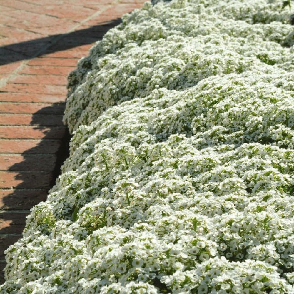 Zengarden Beyaz Alyssum Tohumu Kraliyet Halısı Bodur Lobularia Maritima Carpet Of Snow - 1 Adet Tohum Fiyatı