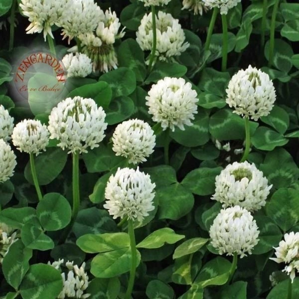 Zengarden Beyaz Trifolium Repens Tohumu Üçgül Çiçekli Yerörtücü - 1 Adet Tohum Fiyatı