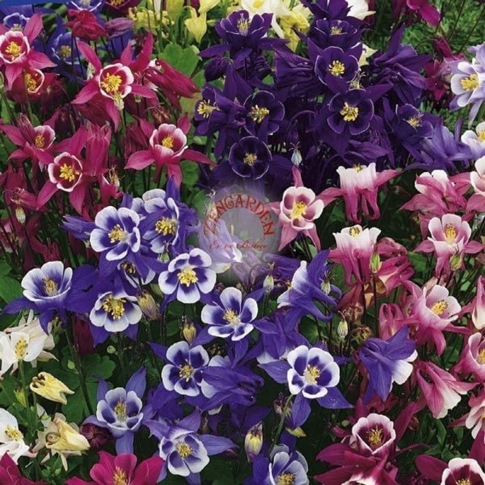 Zengarden Bodur Haseki Küpesi Tohumu Columbine Biedermeier Mix Aquilegia - 1 Adet Tohum Fiyatı