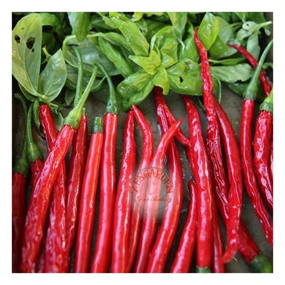 Zengarden Cayenne Kırmızı Kıl Biber Tohumu Chili Pepper Çok Acı - 1 Adet Tohum Fiyatı