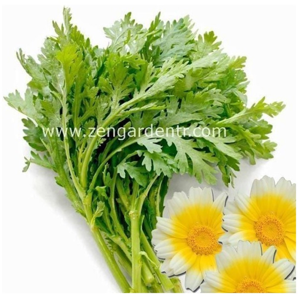Zengarden Chop Suey Tohumu Salad Shungiku Yenilebilir Yaprak ve Çiçekler - 1 Adet Tohum Fiyatı