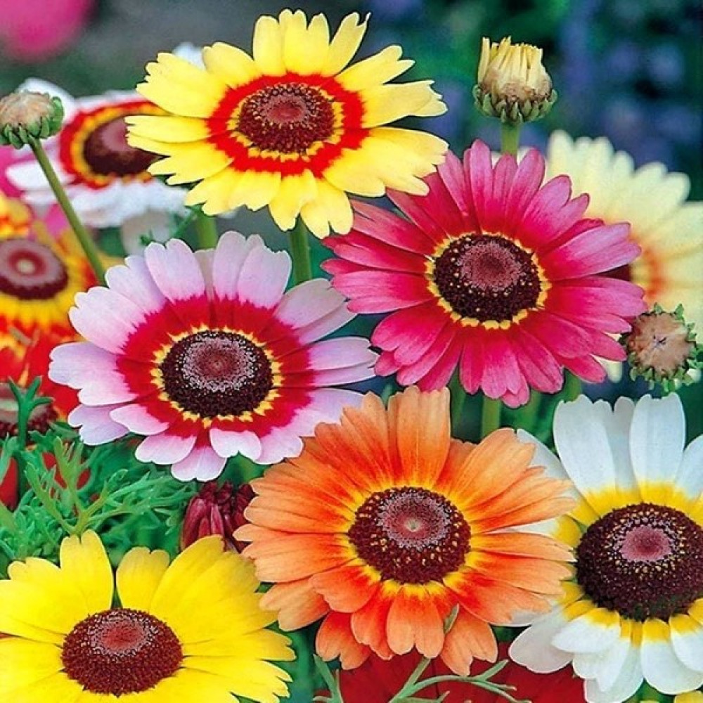 Zengarden Çingene Eteği 3 Renkli Papatya Tohumu Tricolor Daisy - 1 Adet Tohum Fiyatı