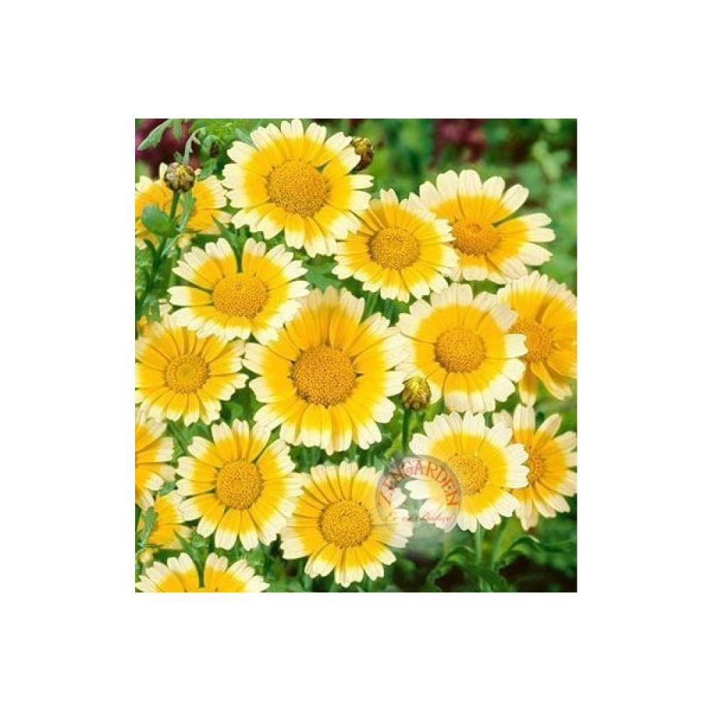 Zengarden Garland Taç Papatyası Tohumu Chrysanthemum Coronarium - 1 Adet Tohum Fiyatı