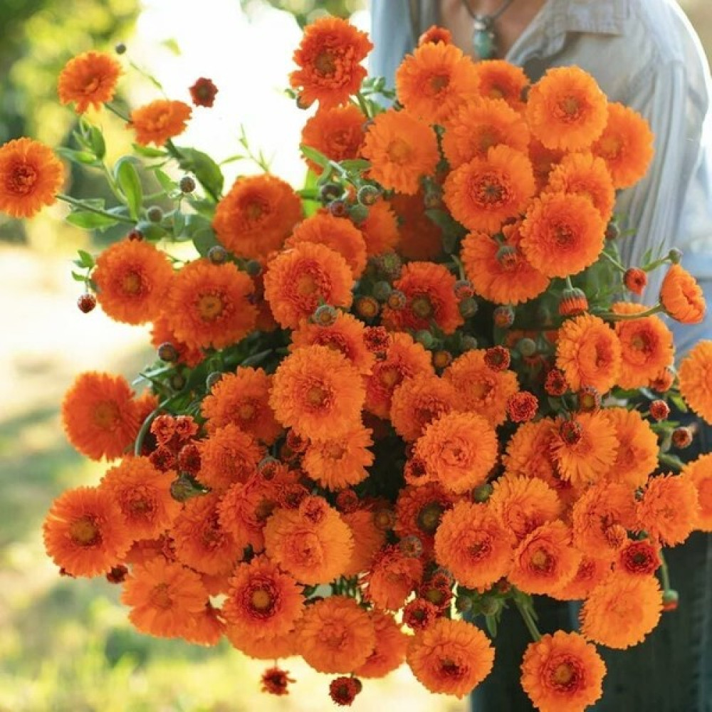 Zengarden Greenheart Orange Calendula Aynısafa Çiçeği Tohumu - 1 Adet Tohum Fiyatı