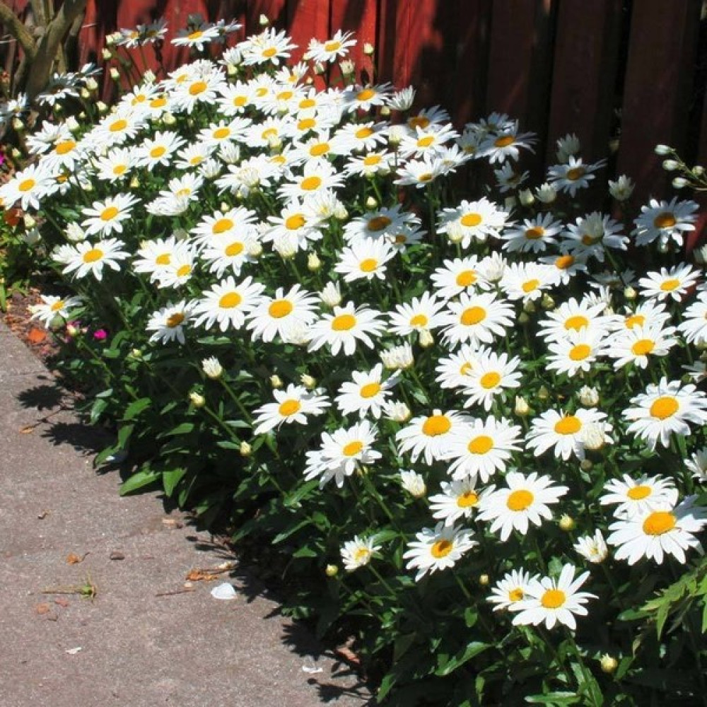 Zengarden Kalıcı Papatya Tohumu Chrysanthemum Maximum Shasta Daisy - 1 Adet Tohum Fiyatı