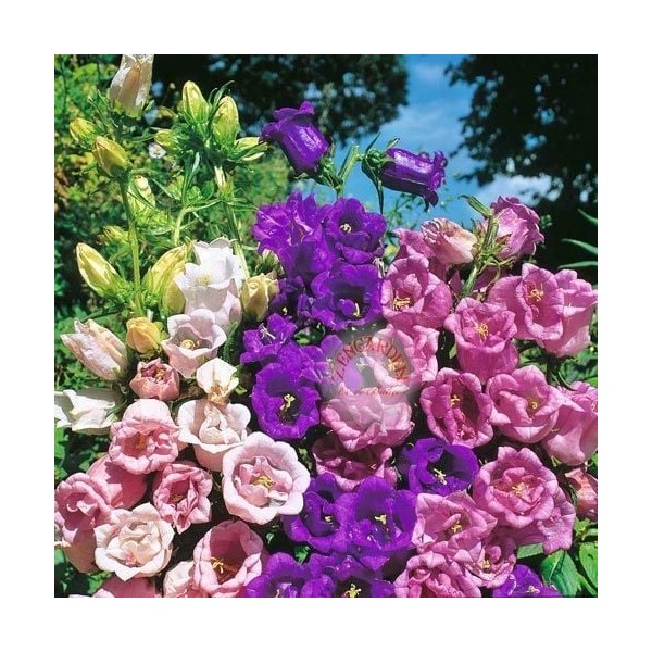 Zengarden Katmerli Campanula Tohumu Cup And Saucer Mix Canterbury Bells - 1 Adet Tohum Fiyatı