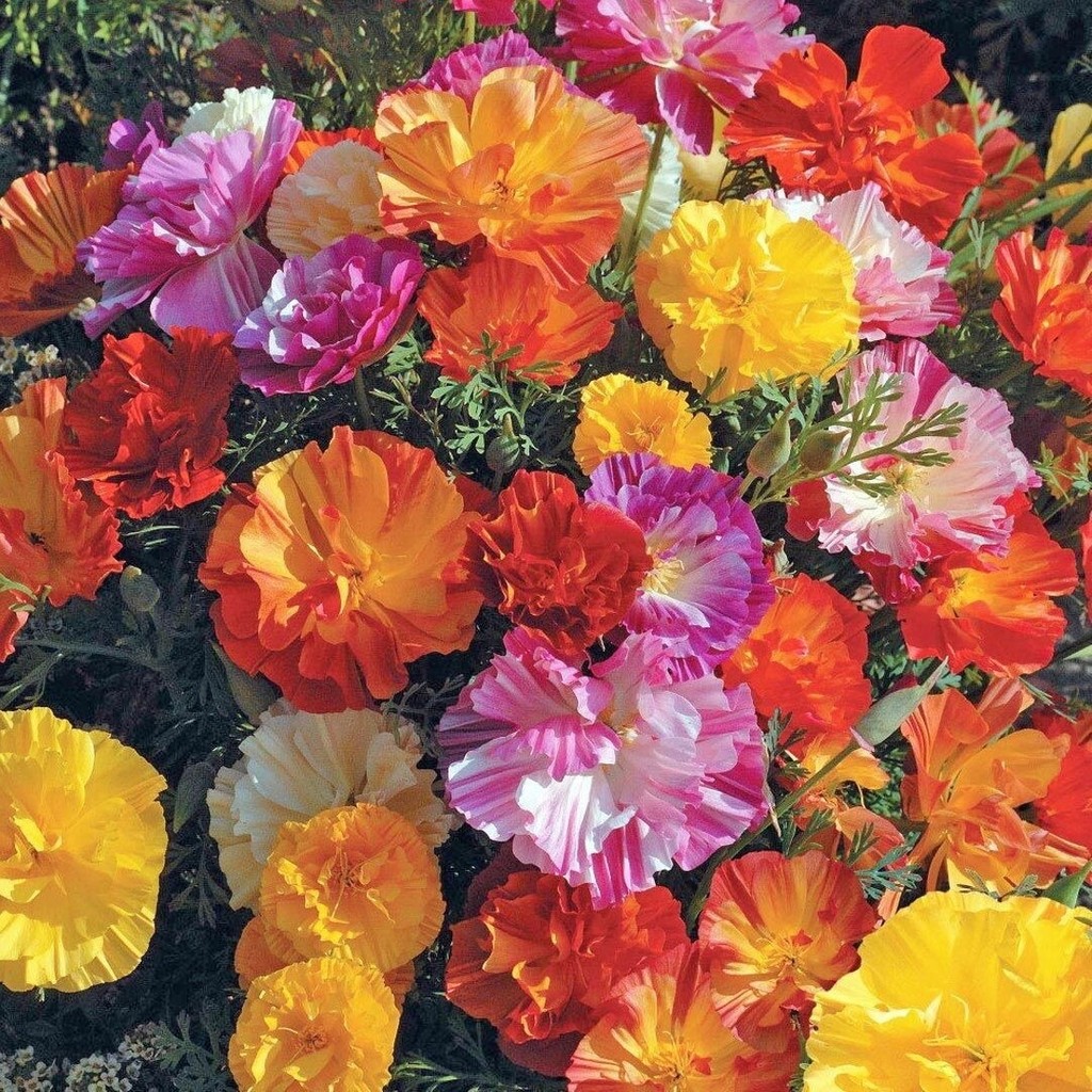 Zengarden Katmerli Gelincik Tohumu Renkli Karışım Escholzia Californica - 1 Paket Diğer Fiyatı