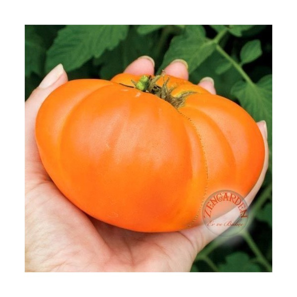 Zengarden Kellogg Turuncu Domates Tohumu Geleneksel Kellogg's Breakfast Tomato - 1 Adet Tohum Fiyatı