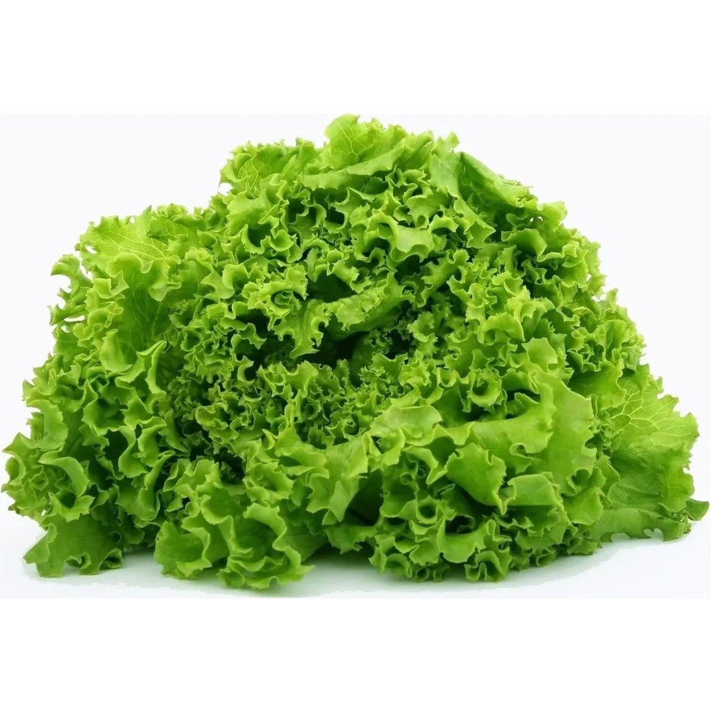 Zengarden Kıvırcık Marul Tohumu Atalık Geniş Yapraklı Green Ice Lettuce - 1 Paket Diğer Fiyatı