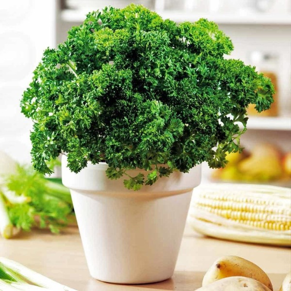 Zengarden Kıvırcık Maydanoz Tohumu Atalık Saksı Tipi Moss Curled Parsley - 1 Adet Tohum Fiyatı