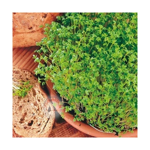 Zengarden Kıvırcık Tere Tohumu Biberotu Geleneksel Curled Cress Peppergrass - 1 Adet Tohum Fiyatı